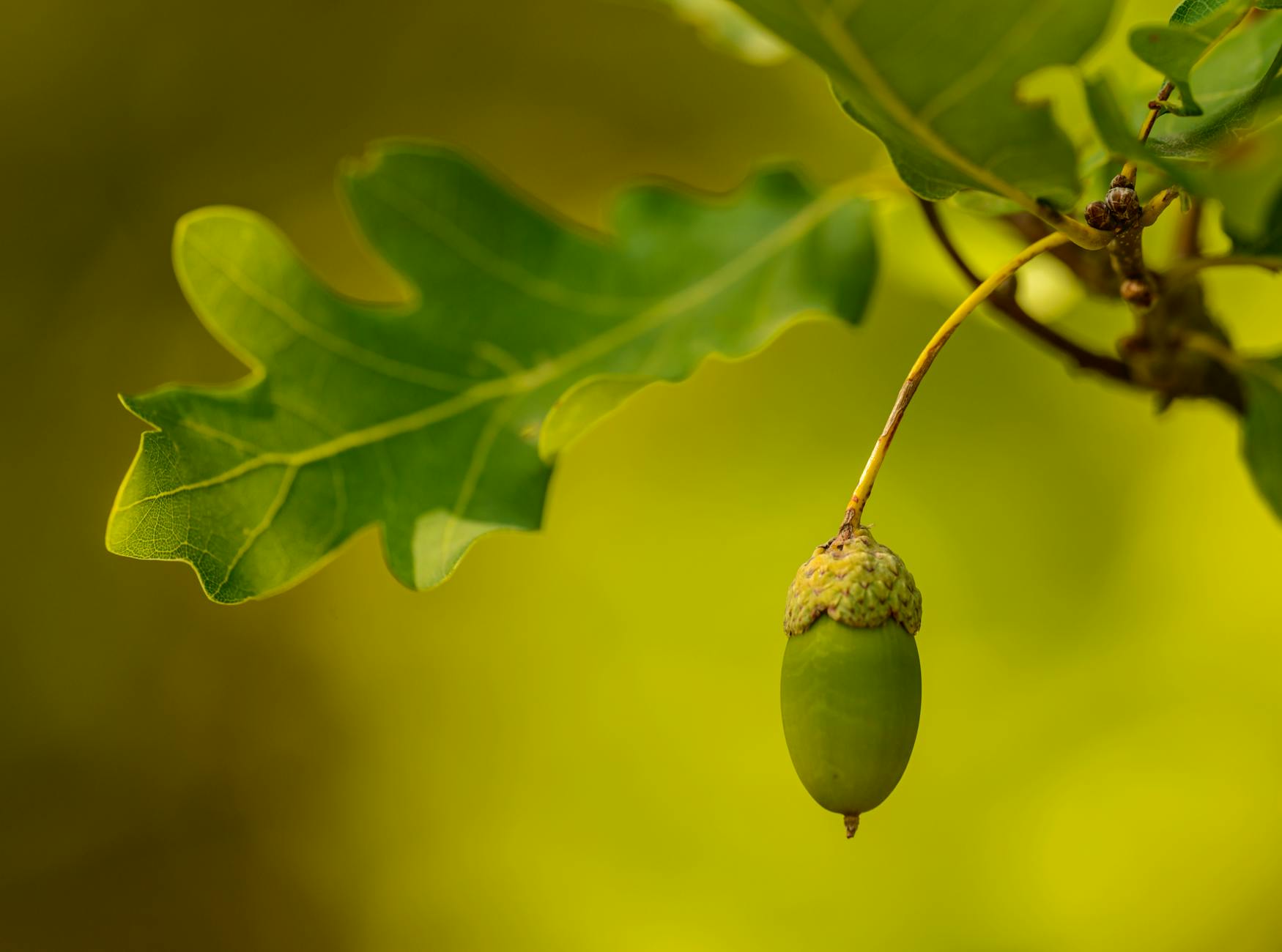 acorn hanging on tree near green leaf
