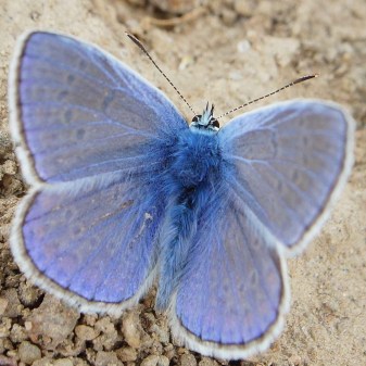 cropped-butterflyicon-e1547310680555